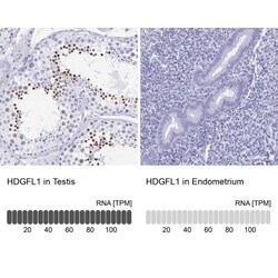 HRP-1/HDGFL1 Antibody, Novus Biologicals:Antibodies:Primary Antibodies